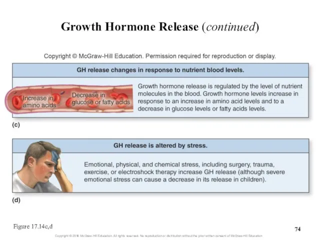 Growth Hormone Release (continued) Figure 17.14c,d