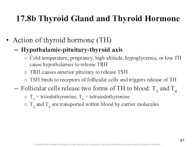 17.8b Thyroid Gland and Thyroid Hormone Action of thyroid hormone (TH)