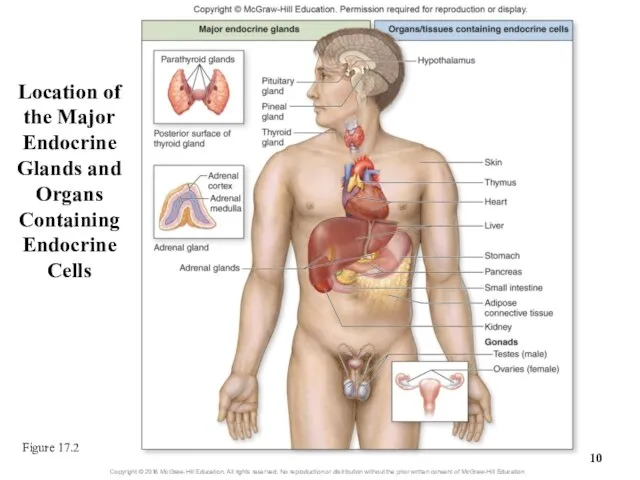 Location of the Major Endocrine Glands and Organs Containing Endocrine Cells Figure 17.2