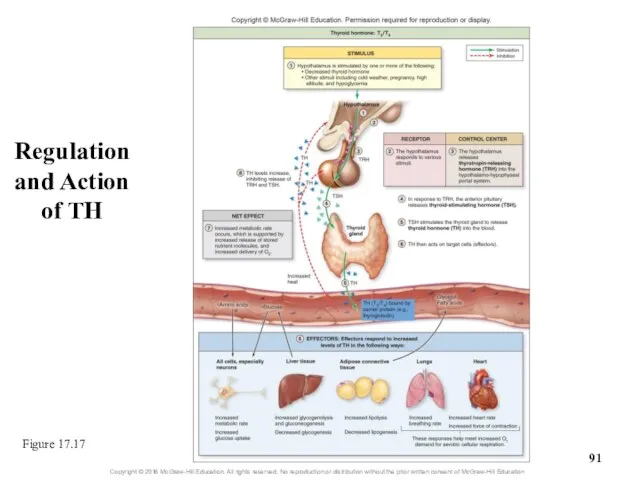 Regulation and Action of TH Figure 17.17