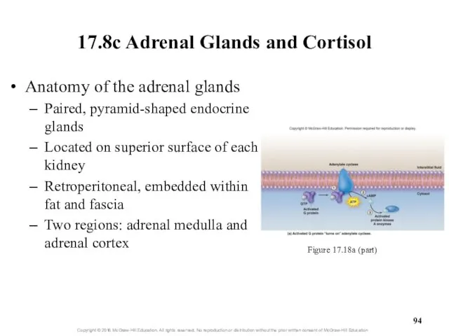 17.8c Adrenal Glands and Cortisol Anatomy of the adrenal glands Paired,