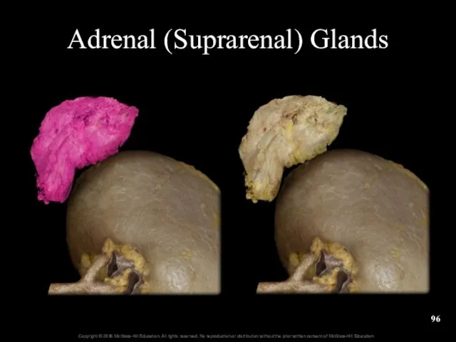 Adrenal (Suprarenal) Glands