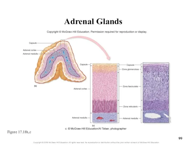 Adrenal Glands Figure 17.18b,c