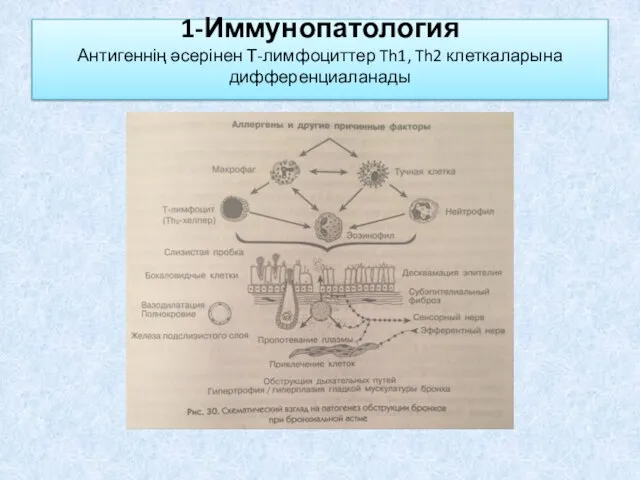 1-Иммунопатология Антигеннің әсерінен Т-лимфоциттер Th1, Th2 клеткаларына дифференциаланады