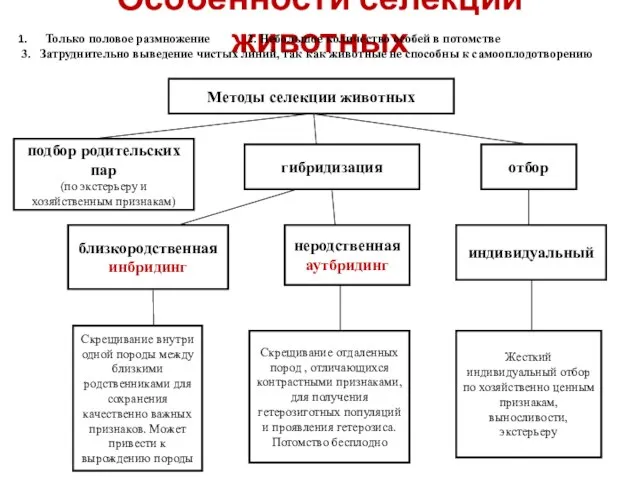 Особенности селекции животных Только половое размножение 2. Небольшое количество особей в