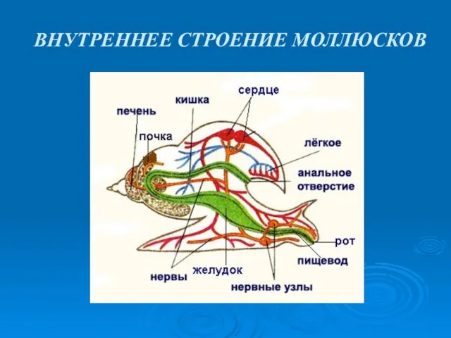 ВНУТРЕННЕЕ СТРОЕНИЕ МОЛЛЮСКОВ