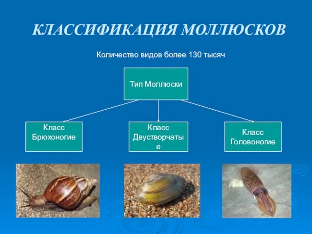 КЛАССИФИКАЦИЯ МОЛЛЮСКОВ Количество видов более 130 тысяч Тип Моллюски Класс Брюхоногие Класс Двустворчатые Класс Головоногие
