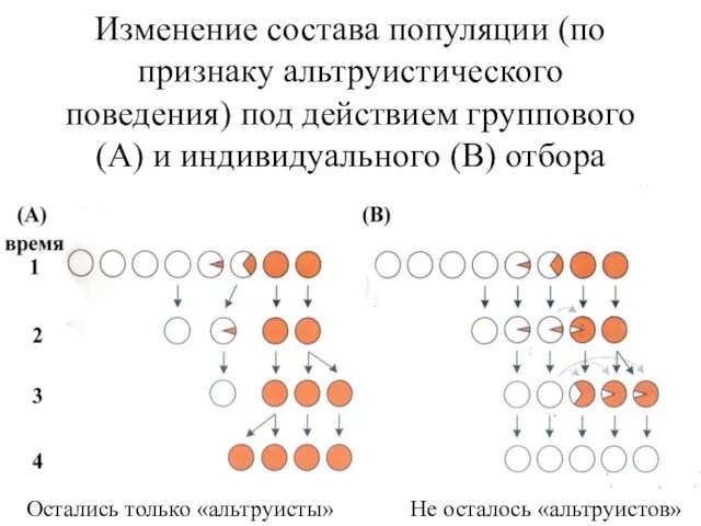 Изменение состава популяции (по признаку альтруистического поведения) под действием группового (А)