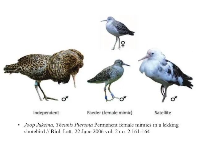 Joop Jukema, Theunis Piersma Permanent female mimics in a lekking shorebird