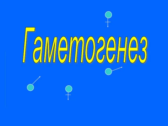 Гаметогенез