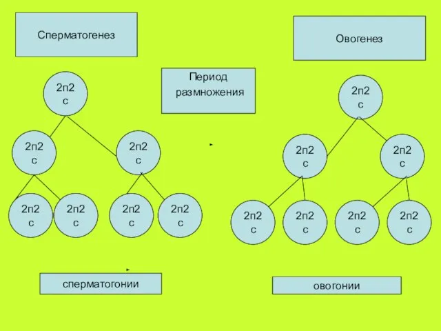 Период размножения Сперматогенез 2п2с 2п2с 2п2с 2п2с 2п2с 2п2с 2п2с Овогенез