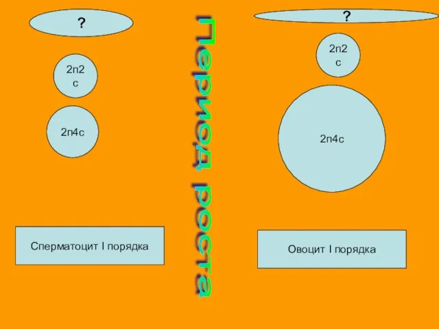 Период роста 2п2с 2п2с Сперматоцит I порядка Овоцит I порядка 2п4с 2п4с ? ?