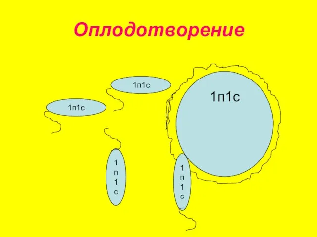 Оплодотворение 1п1с 1п1с 1п1с 1п1с 1п1с