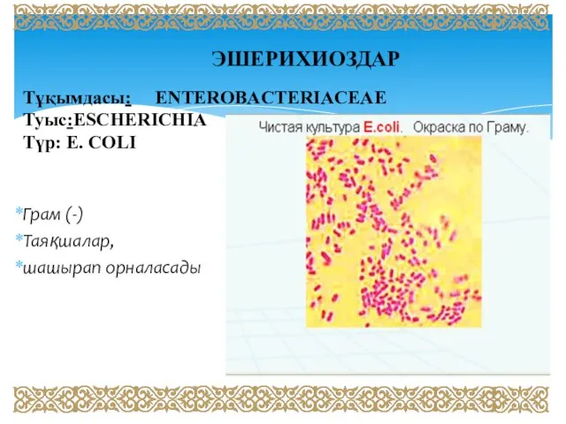 ЭШЕРИХИОЗДАР Тұқымдасы: ENTEROBАCTERIACEAE Туыс:ESCHERICHIA Түр: E. COLI Грам (-) Таяқшалар, шашырап орналасады