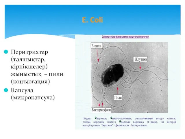 E. Coli Перитрихтар (талшықтар, кірпікшелер) жыныстық – пили (конъюгация) Капсула (микрокапсула)