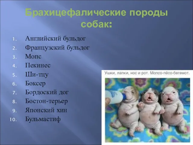 Брахицефалические породы собак: Английский бульдог Французский бульдог Мопс Пекинес Ши-тцу Боксер