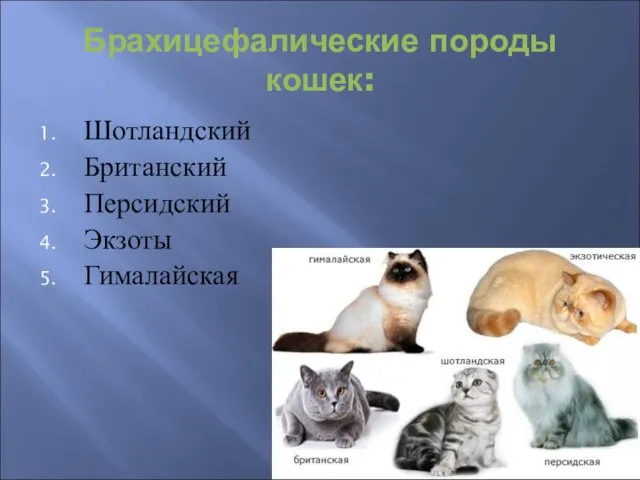 Брахицефалические породы кошек: Шотландский Британский Персидский Экзоты Гималайская