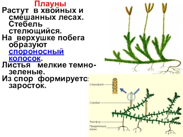 Плауны Растут в хвойных и смешанных лесах. Стебель стелющийся. На верхушке