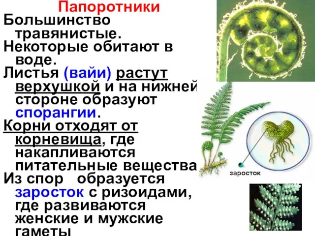 Папоротники Большинство травянистые. Некоторые обитают в воде. Листья (вайи) растут верхушкой