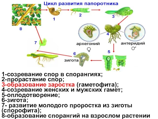 1-созревание спор в спорангиях; 2-прорастание спор; 3-образование заростка (гаметофита); 4-созревание женских