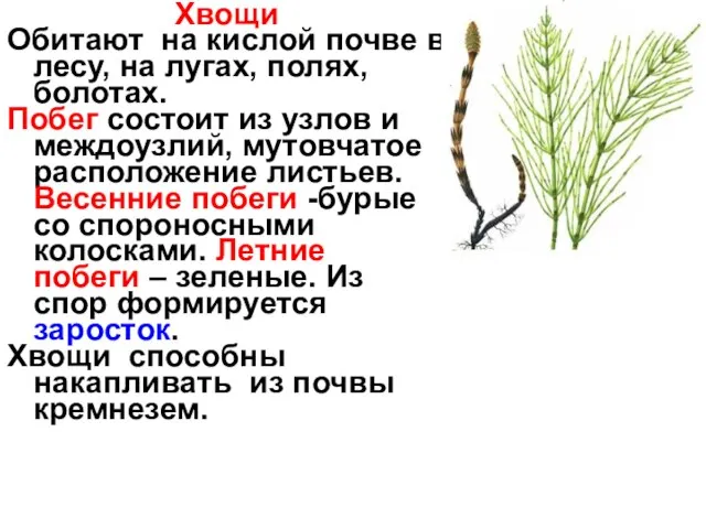 Хвощи Обитают на кислой почве в лесу, на лугах, полях, болотах.