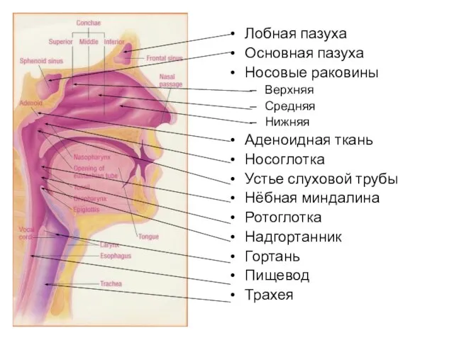 Лобная пазуха Основная пазуха Носовые раковины Верхняя Средняя Нижняя Аденоидная ткань