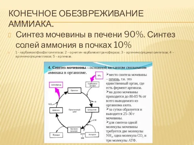 КОНЕЧНОЕ ОБЕЗВРЕЖИВАНИЕ АММИАКА. Синтез мочевины в печени 90%. Синтез солей аммония