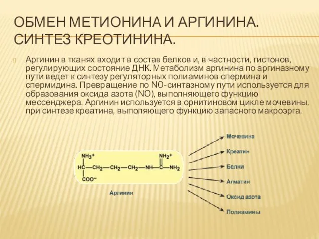 ОБМЕН МЕТИОНИНА И АРГИНИНА. СИНТЕЗ КРЕОТИНИНА. Аргинин в тканях входит в