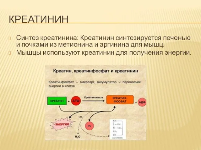 КРЕАТИНИН Синтез креатинина: Креатинин синтезируется печенью и почками из метионина и