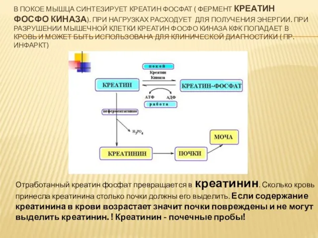 В ПОКОЕ МЫШЦА СИНТЕЗИРУЕТ КРЕАТИН ФОСФАТ ( ФЕРМЕНТ КРЕАТИН ФОСФО КИНАЗА).