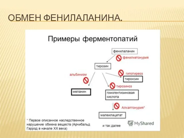 ОБМЕН ФЕНИЛАЛАНИНА.