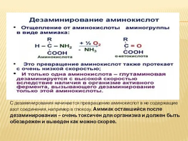 С дезаминирования начинается превращение аминокислот в не содержащие азот соединения, например