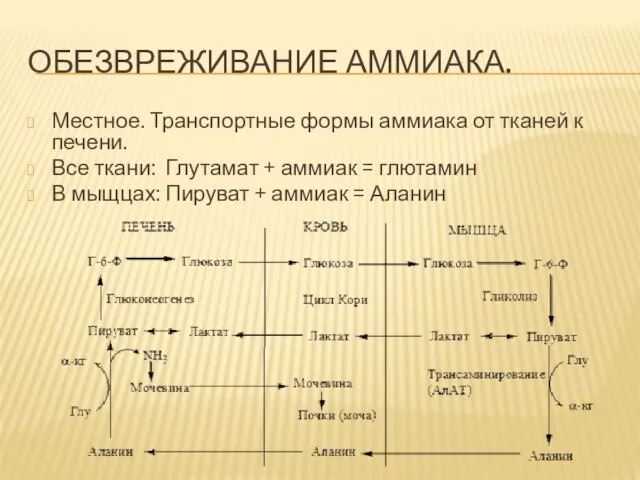 ОБЕЗВРЕЖИВАНИЕ АММИАКА. Местное. Транспортные формы аммиака от тканей к печени. Все