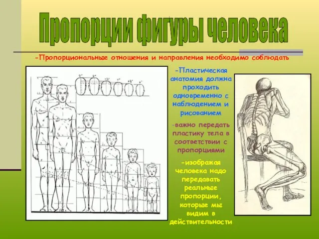 Пропорции фигуры человека -Пропорциональные отношения и направления необходимо соблюдать -Пластическая анатомия