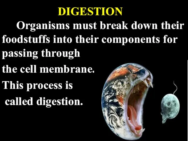 DIGESTION Organisms must break down their foodstuffs into their components for