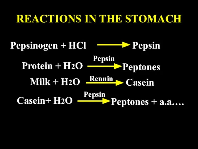 REACTIONS IN THE STOMACH Pepsinogen + HCl Pepsin Protein + H2O