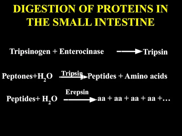 DIGESTION OF PROTEINS IN THE SMALL INTESTINE Tripsinogen + Enterocinase Tripsin