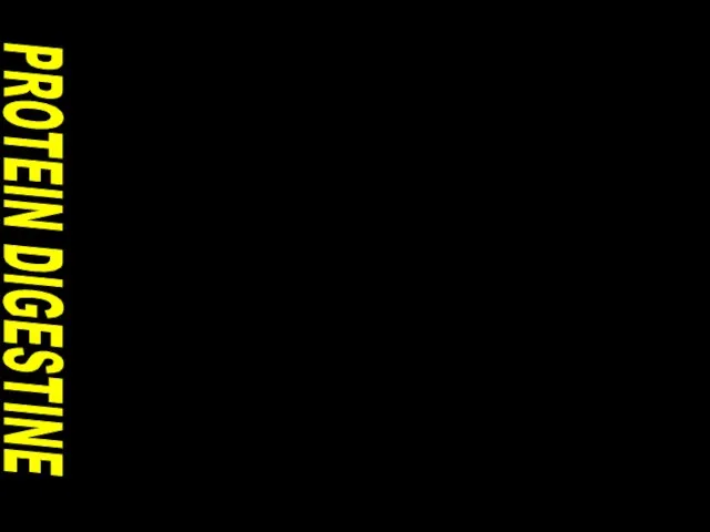 PROTEIN DIGESTINE