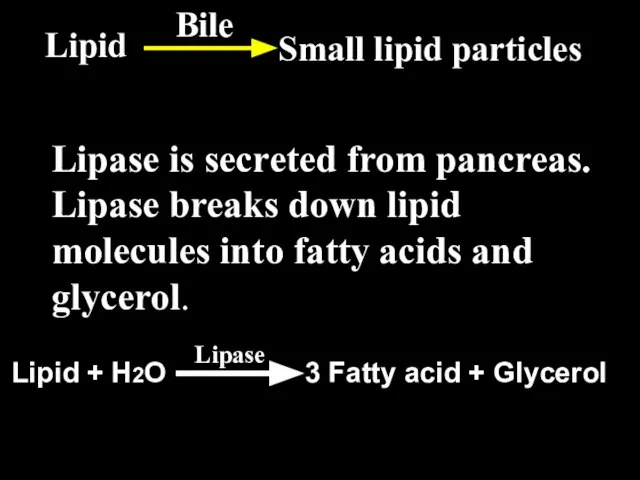 Lipase is secreted from pancreas. Lipase breaks down lipid molecules into