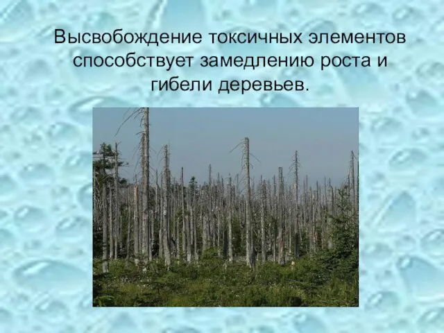 Высвобождение токсичных элементов способствует замедлению роста и гибели деревьев.