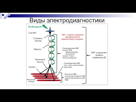 Виды электродиагностики