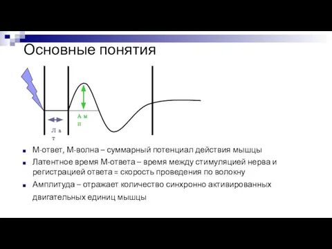 Основные понятия М-ответ, М-волна – суммарный потенциал действия мышцы Латентное время