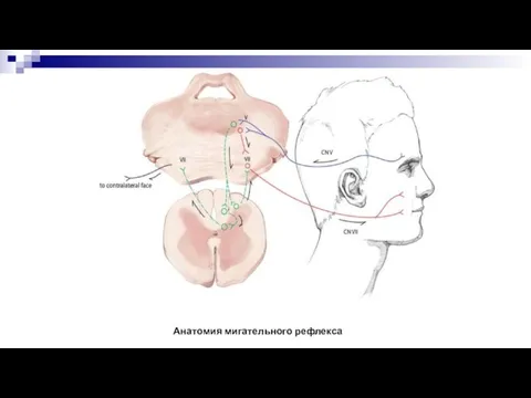 Анатомия мигательного рефлекса