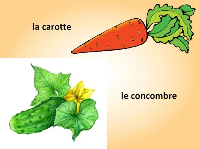 le concombre la carotte