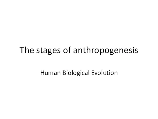 The stages of anthropogenesis Human Biological Evolution