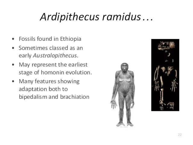 Ardipithecus ramidus… Fossils found in Ethiopia Sometimes classed as an early