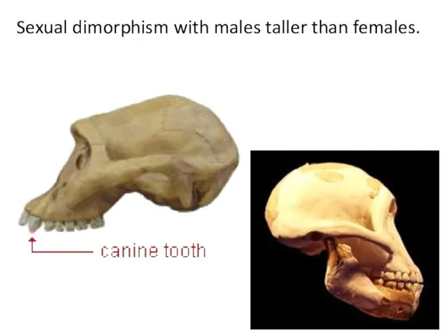 Sexual dimorphism with males taller than females.