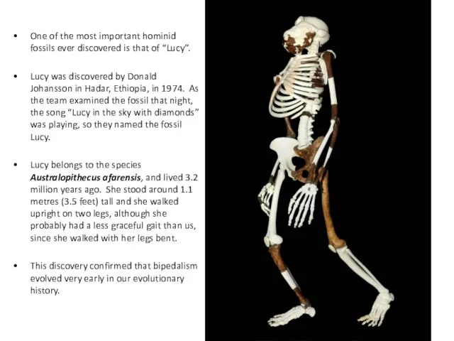 Australopithecus - an ape who walked on two legs One of