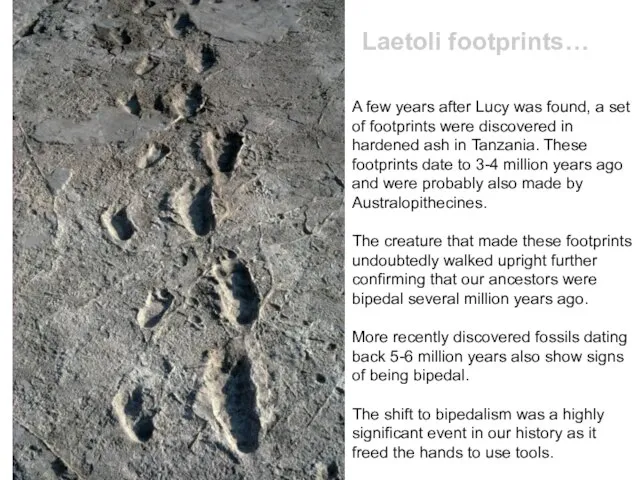 A few years after Lucy was found, a set of footprints