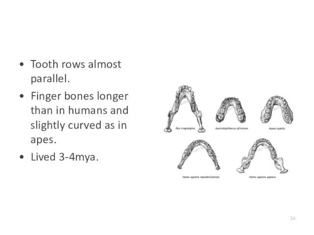 Tooth rows almost parallel. Finger bones longer than in humans and